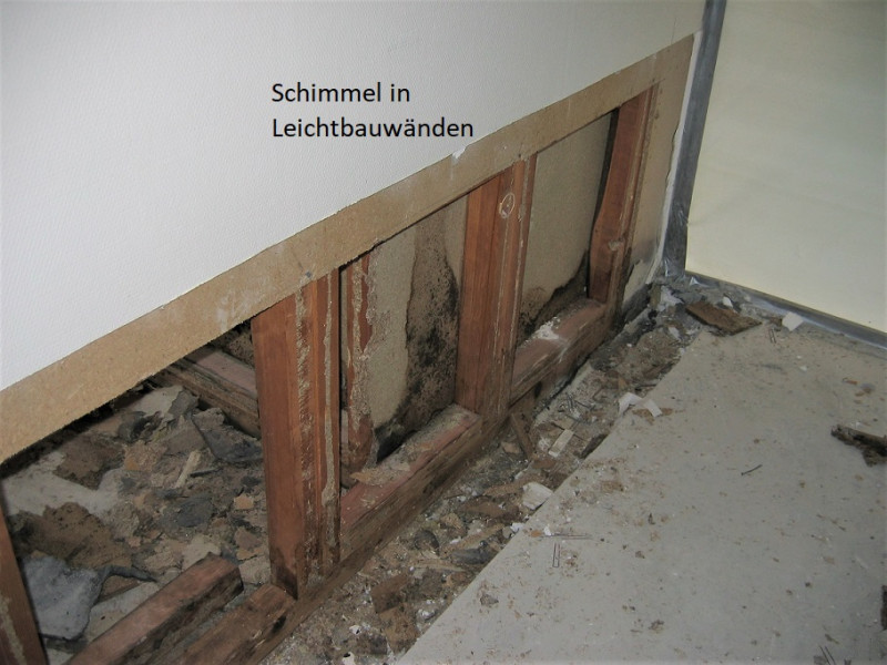 Basiswissen: Schimmel an der Wand