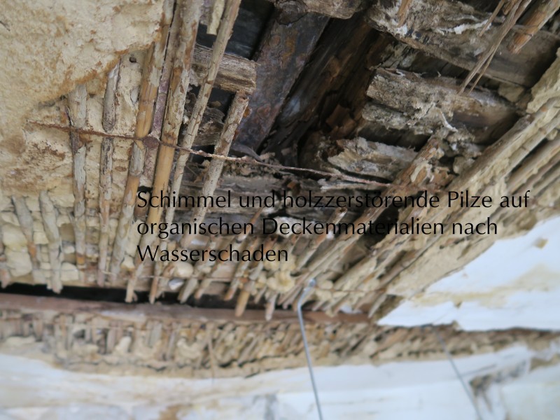 Wasserschaden Typische Schadensfalle Schimmelpilze Igu